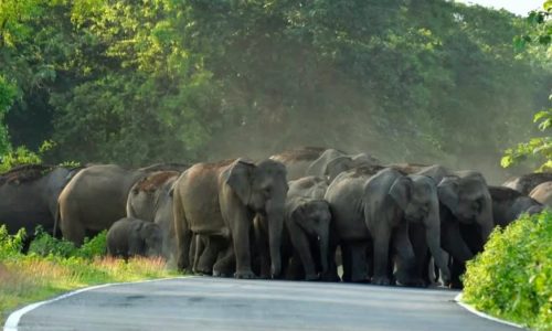 1200-675-25097542-thumbnail-16x9-elephant-1-aspera-6