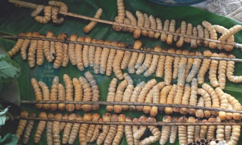 1804414-edible-beetle-2