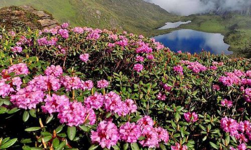1Rhododendron-aeruginosum-flowering-in-Alpine-regionSikkim