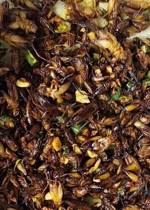 What an Edible Insects Stall Revealed About Acceptance, ‘normal’ Food