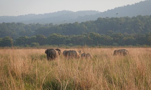 2048px-Elephants_Grass_Sal_Dhika (1)