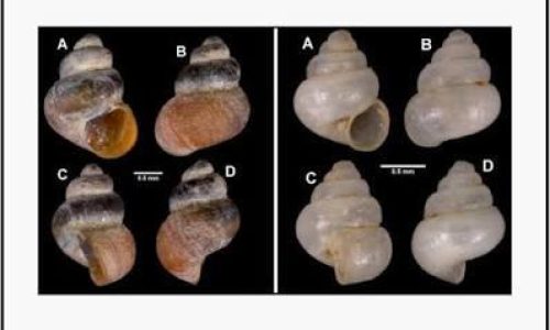 2055937-snails-6