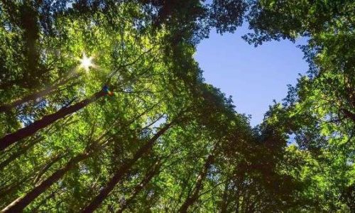 The Canopy of this Forest has a Heart Shaped Hole showing Blue Sky