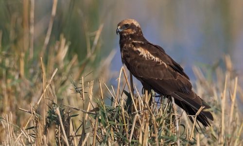 52673351842_f26f96ca49_k-2048x89