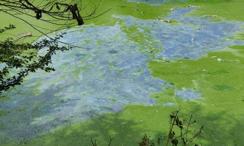 668688-polluted-rachenahalli-lake-in-north-bengaluru-1500