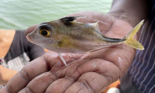 80686_10_3_2022_18_19_45_1_11TVKO_MARINESPECIES