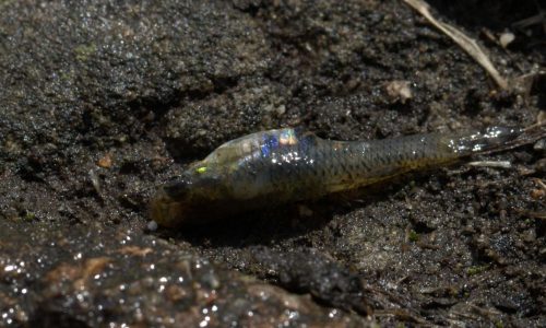 A-single-full-grown-mosquitofish-eats-about-100-to-300-mosquito-larvae-per-day-Wikimedia-Commons-Toby-Hudson-2400x890