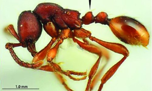 Aenictus-punctatus-posteriorly-e