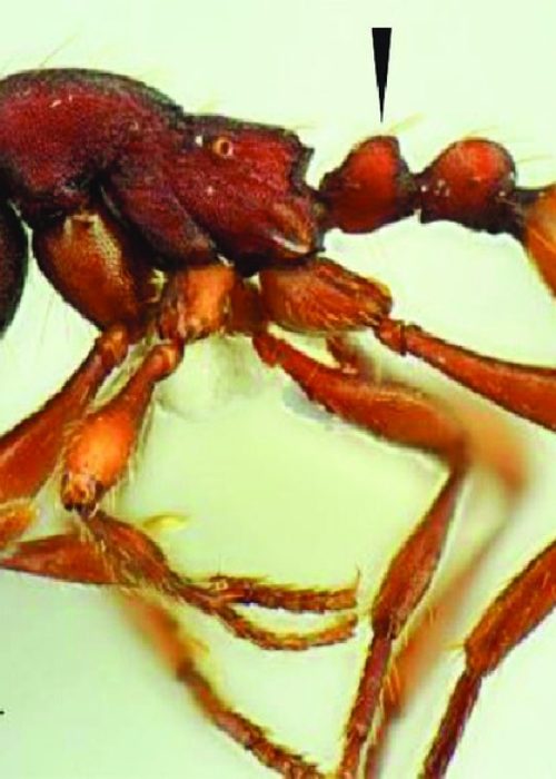 Aenictus-punctatus-posteriorly-e