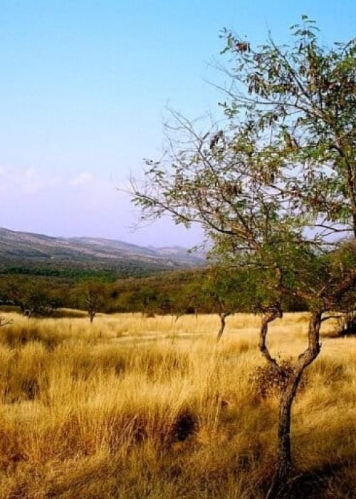 Aravali_range_inside_Ranthambhor