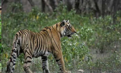 As tiger count grows