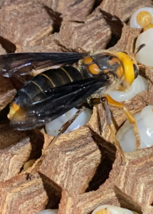 Asian Giant Hornets_Beyond The Sting