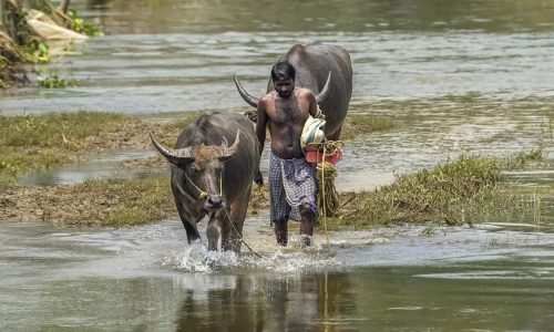Assam floods