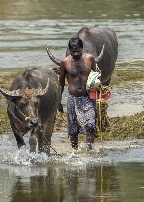 Assam floods