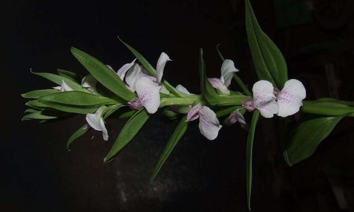 Brachycorythis-wightii