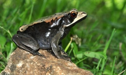 C.curtipes_Seshadri_DSC_0515-768