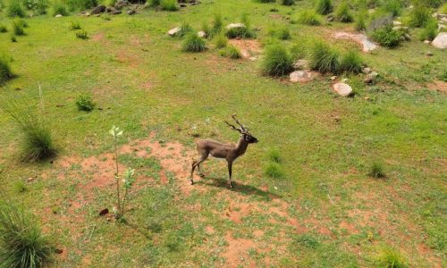 DJI_0476-Restored-grazing-commons-of-Bagepalli-scaled-e1784263951510