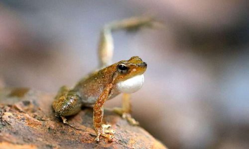 Dancing-frog-foot-flagging-768x512