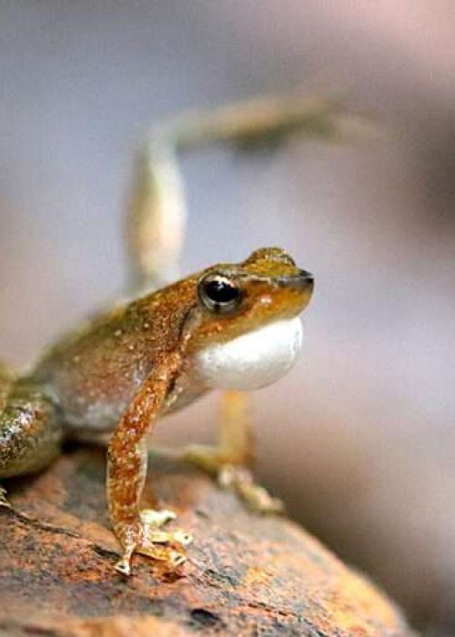 Dancing-frog-foot-flagging-768x512