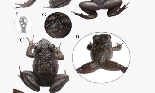 Discovery of a new species of dwarf frog