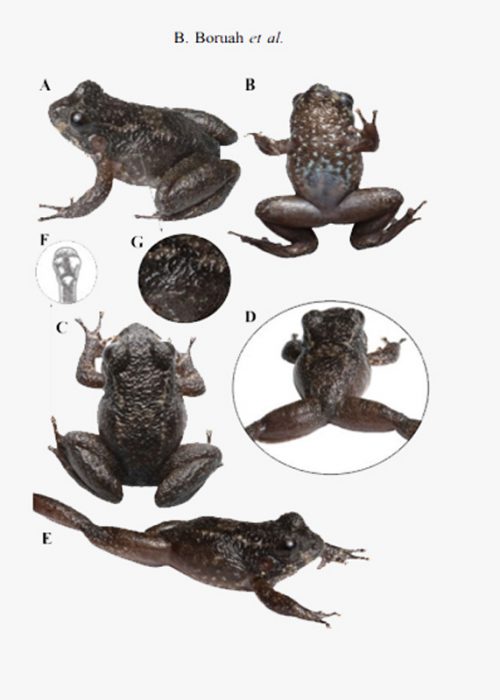 Discovery of a new species of dwarf frog
