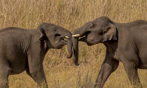 Elephants in the farm