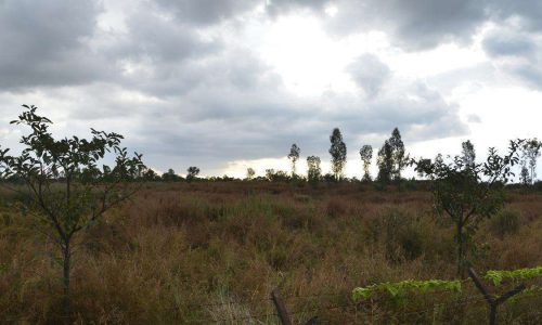 Grassland_12