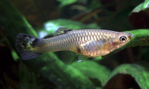Guppy_Poecilia_reticulata