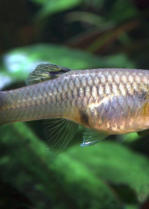 Guppy_Poecilia_reticulata