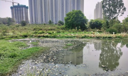 Hadosiddapura-lake_Panchayat-lakes_Bengaluru_Gangadharan-B-6