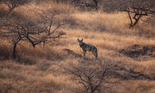 Indian-Wolf-in-the-grasslands-of-Kiraksal-Photo-Credit-Himesh-Gahir-GreenHub-Fellow-7