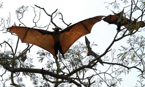 Indian_flying_fox_04