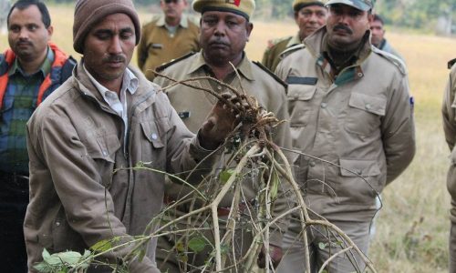 Kanha-invasive-species