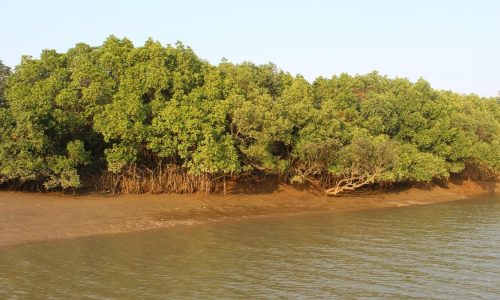 Mangroves_Maharashtra_DivyanshuP