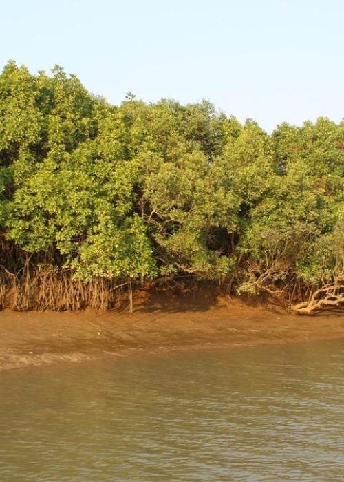 Mangroves_Maharashtra_DivyanshuP
