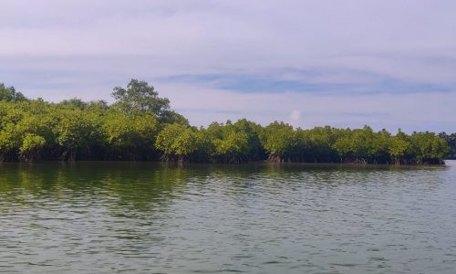 Mangroves_Udupi_SudeshnaGupta2-1200x576