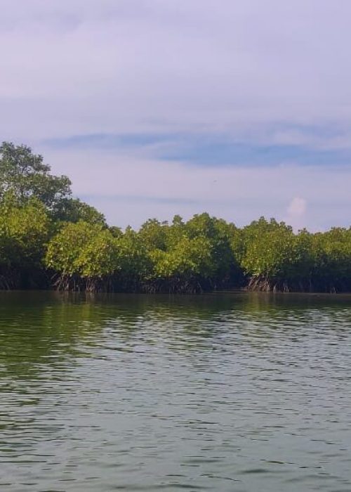 Mangroves_Udupi_SudeshnaGupta2-1200x576