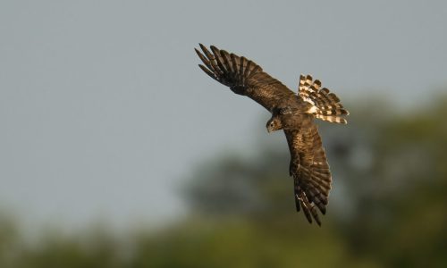 Migrating-birds-often-face-tough