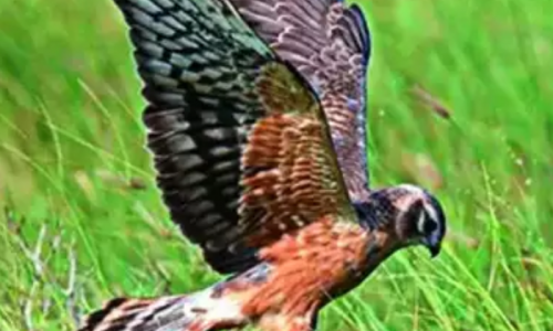 Mullai festival Harrier bird counting begins