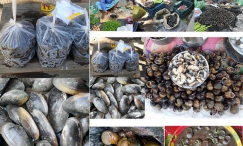 NE india consumes