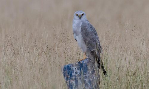 PallidHarrier_M6_Sankar20Subramanian-7