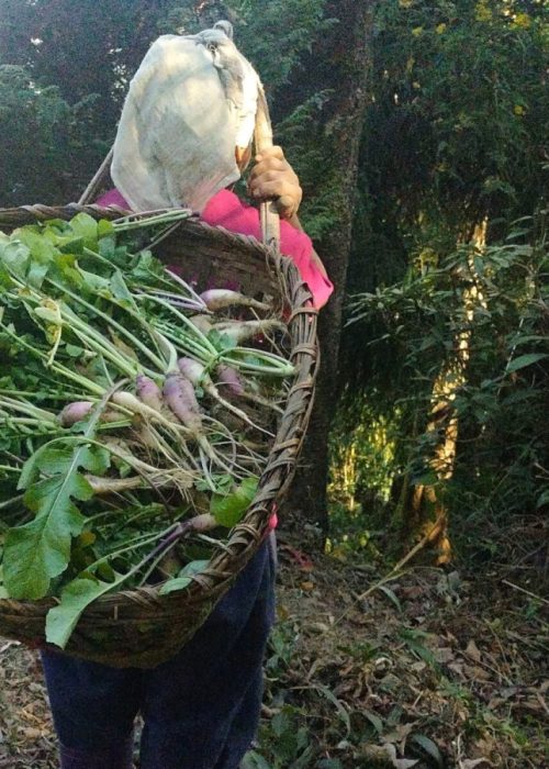Raddish-Harvest-scaled-e1767863662603-6