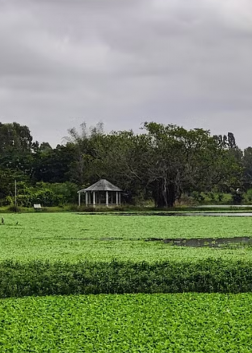 Re-imagining Bengaluru lakes as living beings