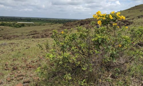 Savannas of tropical India contain at least 206 endemic plants, many of which are globally threatened.