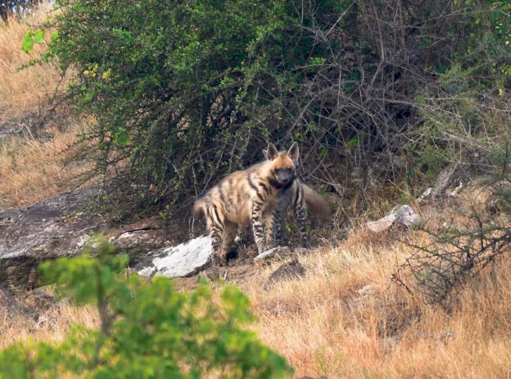 Saving The Indian Savannah 1-13 screenshot