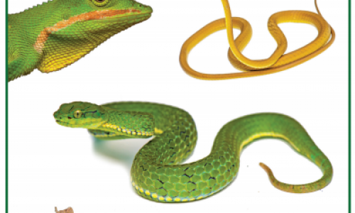 Snakes_and_Lizards_of_sky_islands_of_Western_Ghats