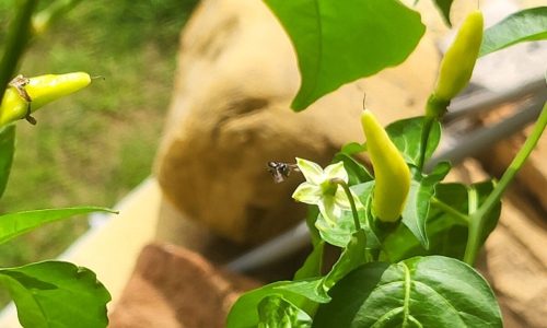 Stingless-Bee-pollinating-Chilli (1)