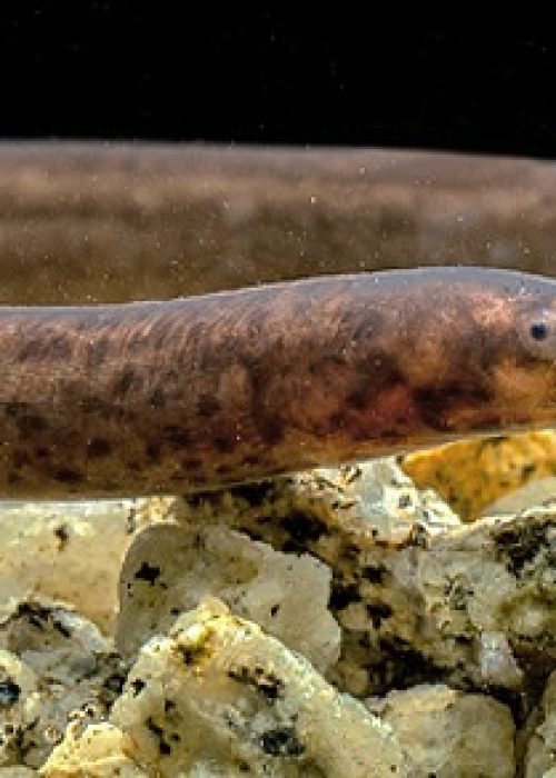 Synbranchiformes