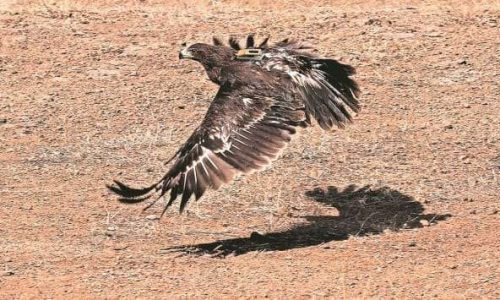 The-greater-spotted-eagle.-Courtesy-Gujarat-forest-department