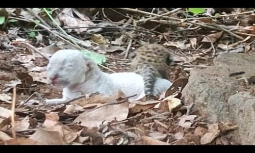 Verified-by-forest-officials-by